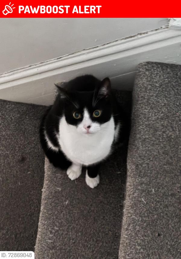 Lost Male Cat last seen BB4 5DY Fern Terrace, Haslingden, England BB4 5DY