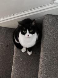 Lost Male Cat last seen BB4 5DY Fern Terrace, Haslingden, England BB4 5DY