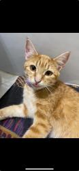 Lost Female Cat last seen summer ave, Memphis, TN 38122