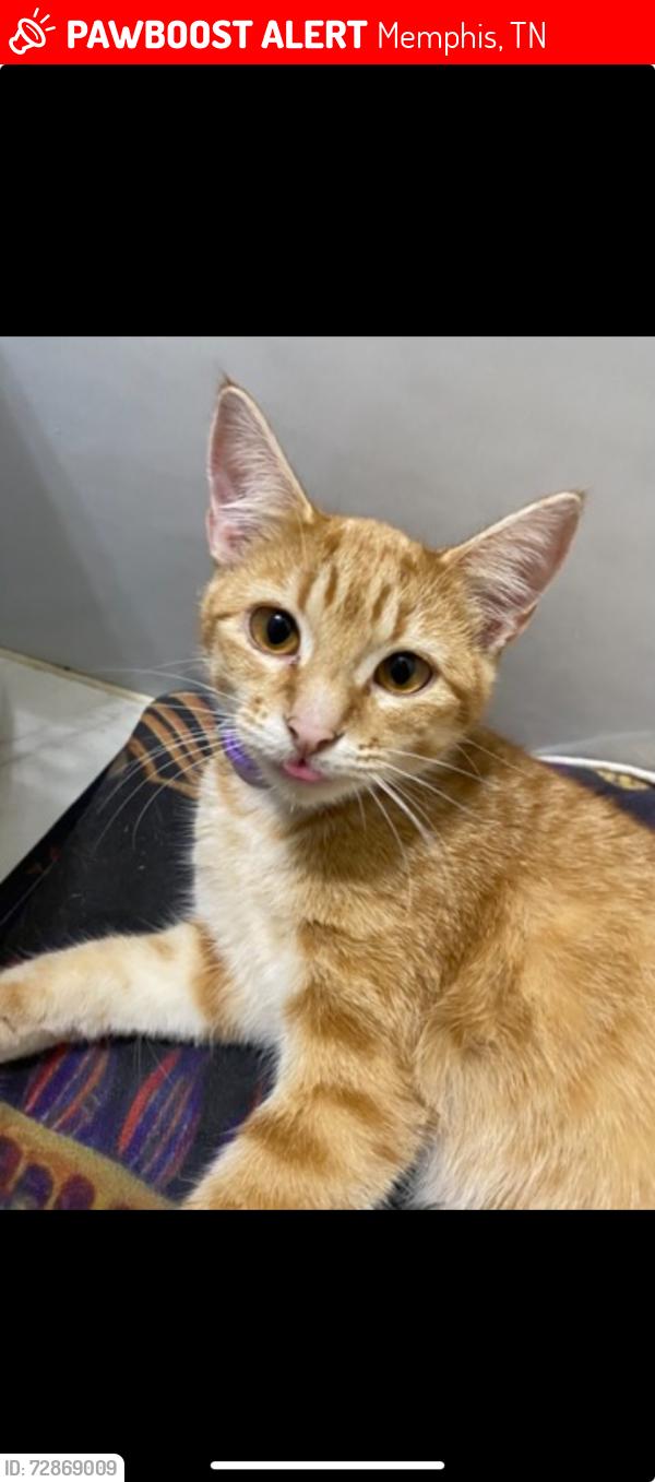 Lost Female Cat last seen summer ave, Memphis, TN 38122
