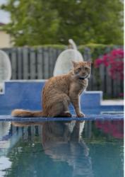 Lost Male Cat last seen Near sw 280 st hmstd FL 33033, Homestead, FL 33032