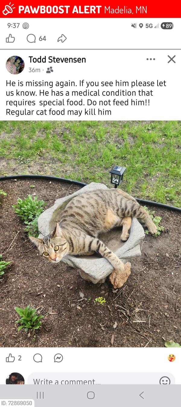 Lost Male Cat last seen Benzel ave, west main, 1st street, Madelia, MN 56062