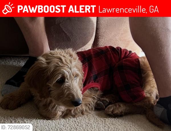 Lost Female Dog last seen Alexander Park, Lawrenceville, GA 30044