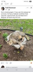 Lost Male Cat last seen Benzel ave, west main, 1st street, Madelia, MN 56062
