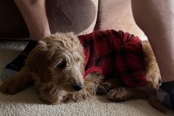 Lost Female Dog last seen Alexander Park, Lawrenceville, GA 30044
