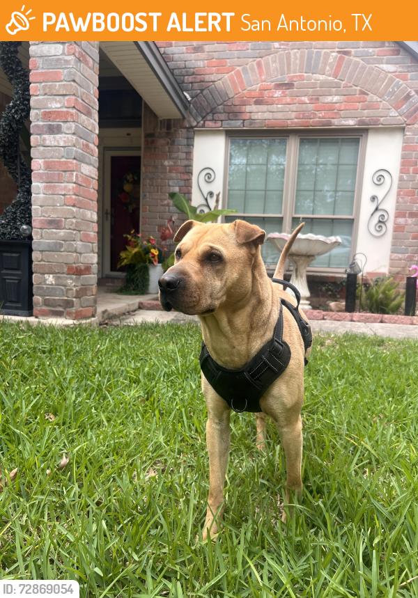 Found/Stray Male Dog last seen Johnny Reb Dr and Secession Ln , San Antonio, TX 78240