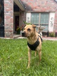 Found/Stray Male Dog last seen Johnny Reb Dr and Secession Ln , San Antonio, TX 78240