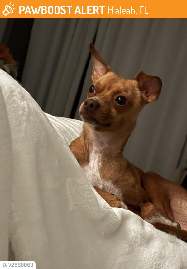 Found/Stray Male Dog last seen Near E 56th St Hialeah Fl 33013, Hialeah, FL 33013