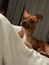 Found/Stray Male Dog last seen Near E 56th St Hialeah Fl 33013, Hialeah, FL 33013
