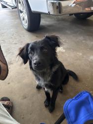 Found/Stray Male Dog last seen Drake blvd, Longview, TX 75605