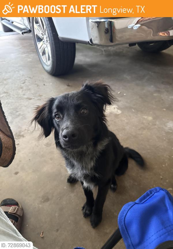 Found/Stray Male Dog last seen Drake blvd, Longview, TX 75605