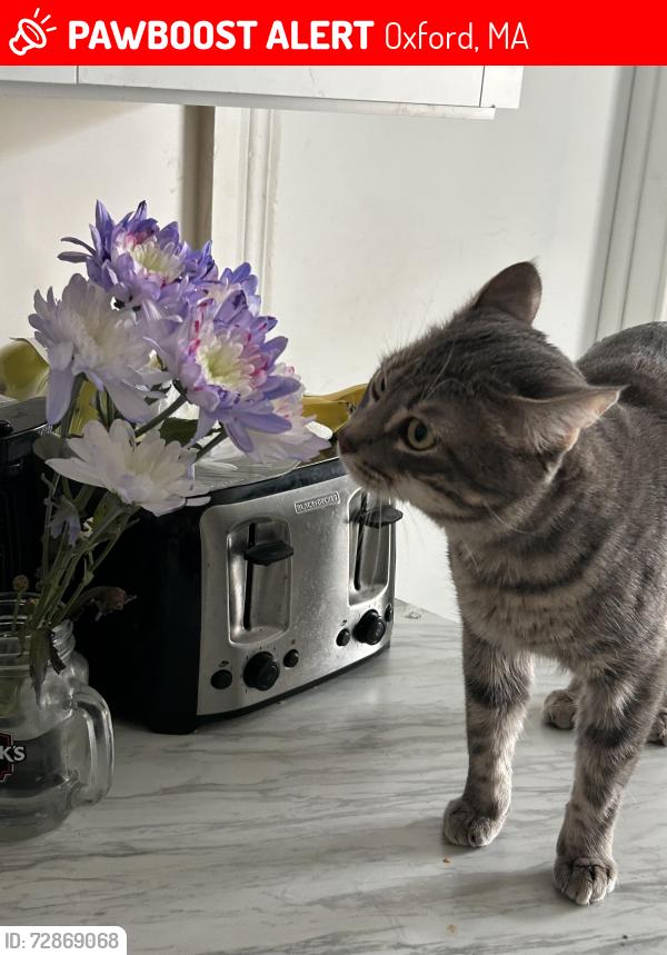 Lost Male Cat last seen Next to the Oxford walmart, Oxford, MA 01540