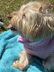 Lost Female Dog last seen N Jackson St Pensacola 32506, Pensacola, FL 32506