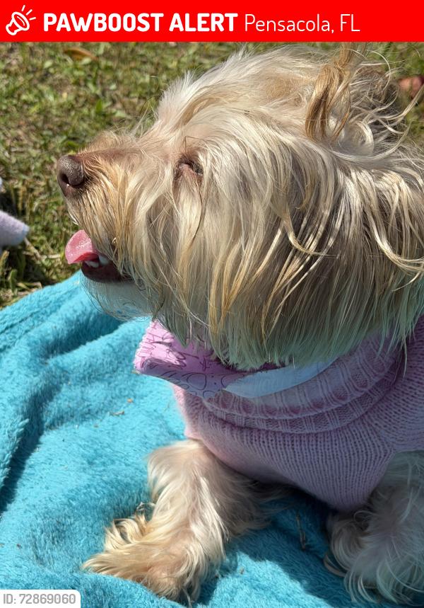 Lost Female Dog last seen N Jackson St Pensacola 32506, Pensacola, FL 32506
