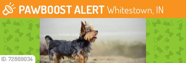 Found/Stray Unknown Dog last seen Wilson Rd. Brownsburg IN, Whitestown, IN 46278