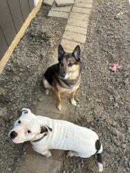Found/Stray Male Dog last seen maple and saginaw, Grand Blanc, MI 48439