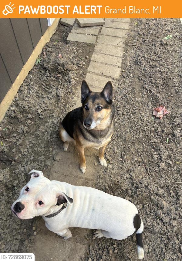 Found/Stray Male Dog last seen maple and saginaw, Grand Blanc, MI 48439
