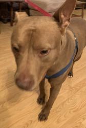 Found/Stray Male Dog last seen Pheasant creek Sugarland tx, Sugar Land, TX 77498