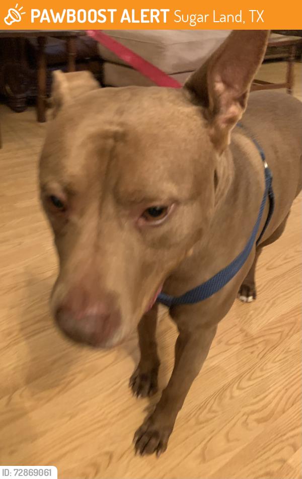 Found/Stray Male Dog last seen Pheasant creek Sugarland tx, Sugar Land, TX 77498