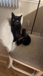 Lost Female Cat last seen Fairview church road, Trinity, NC 27370