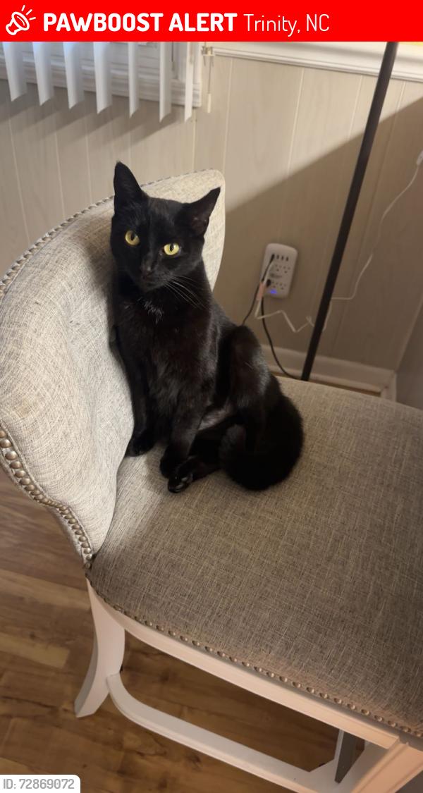 Lost Female Cat last seen Fairview church road, Trinity, NC 27370