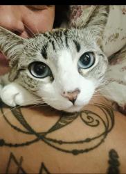 Lost Female Cat last seen Woodcrest Drive/Wrentham Drive, Vacaville, CA 95688, Vacaville, CA 95688