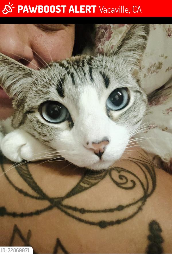 Lost Female Cat last seen Woodcrest Drive/Wrentham Drive, Vacaville, CA 95688, Vacaville, CA 95688