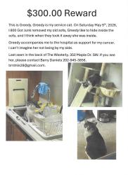 Lost Female Cat last seen 4th and I ST. SW, Washington, DC 20024