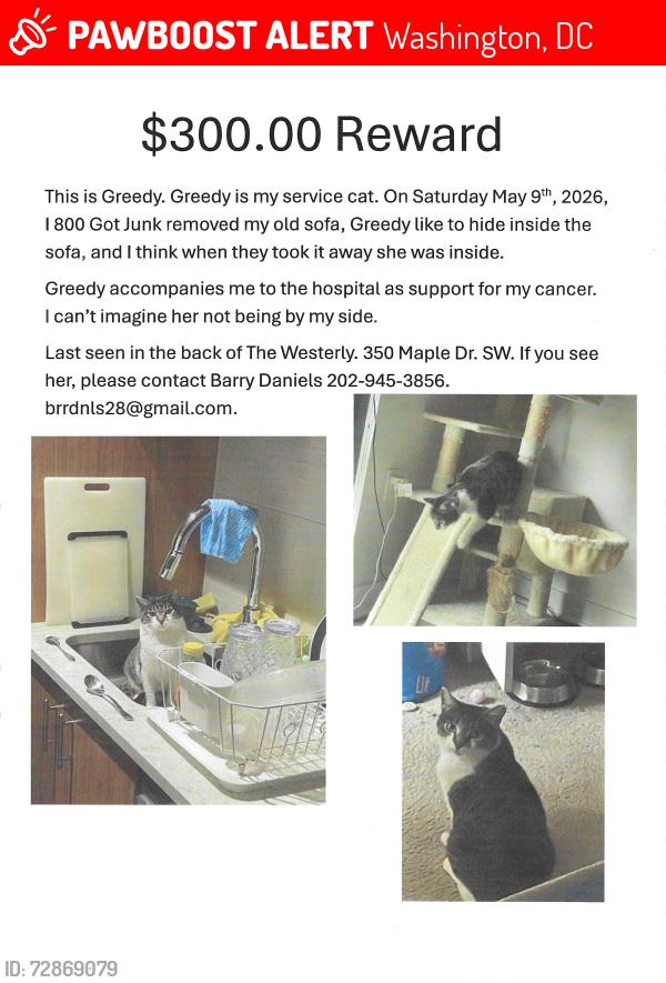 Lost Female Cat last seen 4th and I ST. SW, Washington, DC 20024