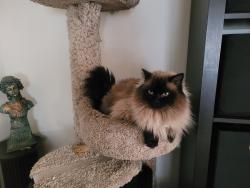 Lost Male Cat last seen Rosecrest  dr., Clarksburg, MD 20841