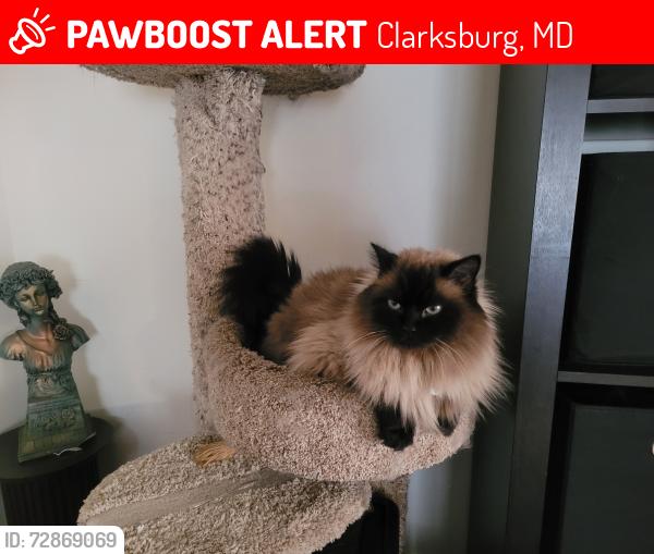 Lost Male Cat last seen Rosecrest  dr., Clarksburg, MD 20841