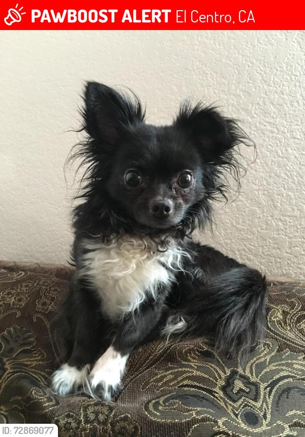 Lost Male Dog last seen tangerine and 8th street. , El Centro, CA 92243