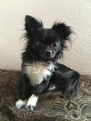 Lost Male Dog last seen tangerine and 8th street. , El Centro, CA 92243