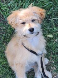 Lost Female Dog last seen AIRPORT , Albuquerque, NM 87106
