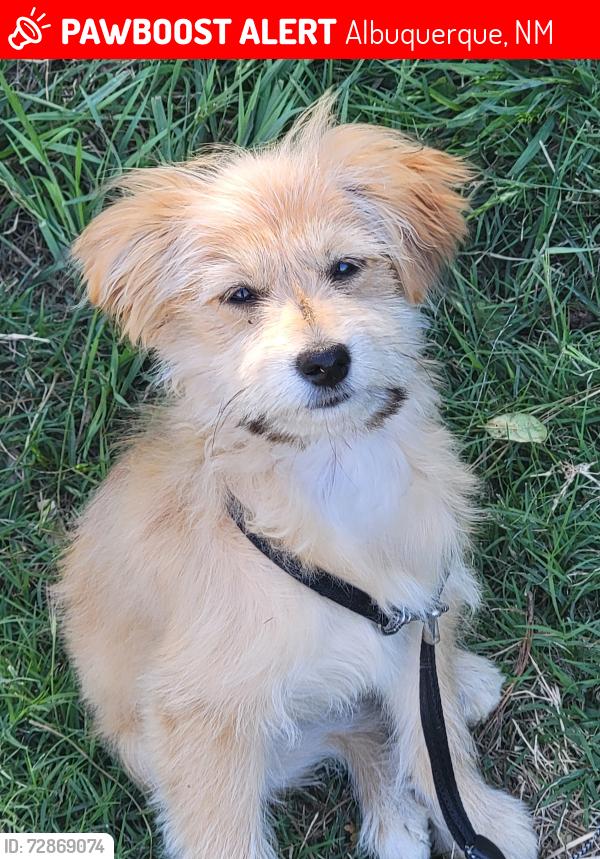 Lost Female Dog last seen AIRPORT , Albuquerque, NM 87106