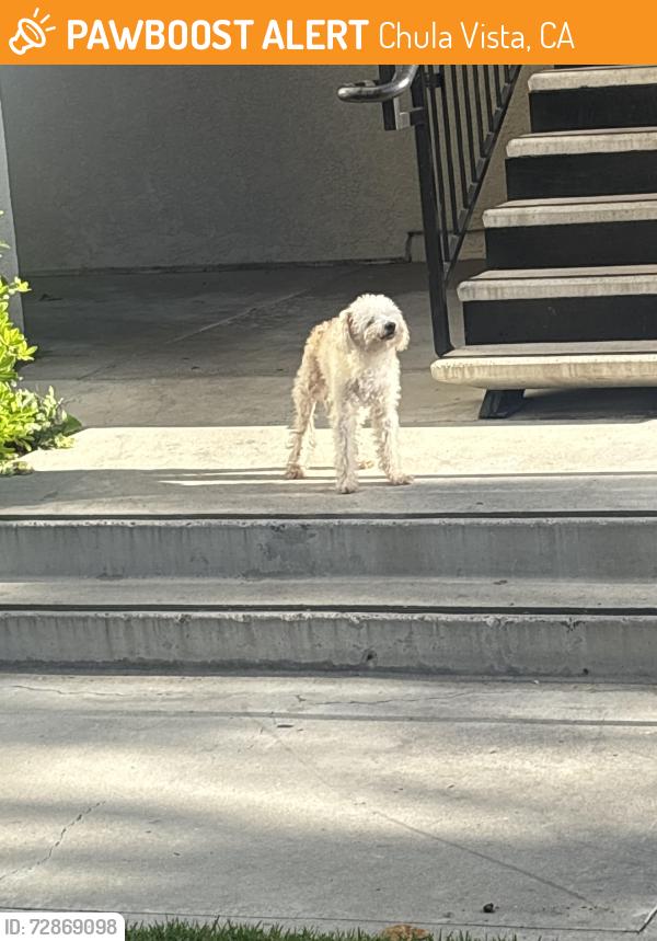 Found/Stray Unknown Dog last seen Sharp hosp Medical Center Dr, Chula Vista, CA 91911