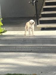 Found/Stray Unknown Dog last seen Sharp hosp Medical Center Dr, Chula Vista, CA 91911