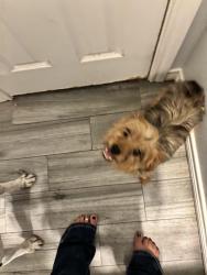 Found/Stray Female Dog last seen Keenan cutoff , hickory hills , Montgomery County, TX 77316