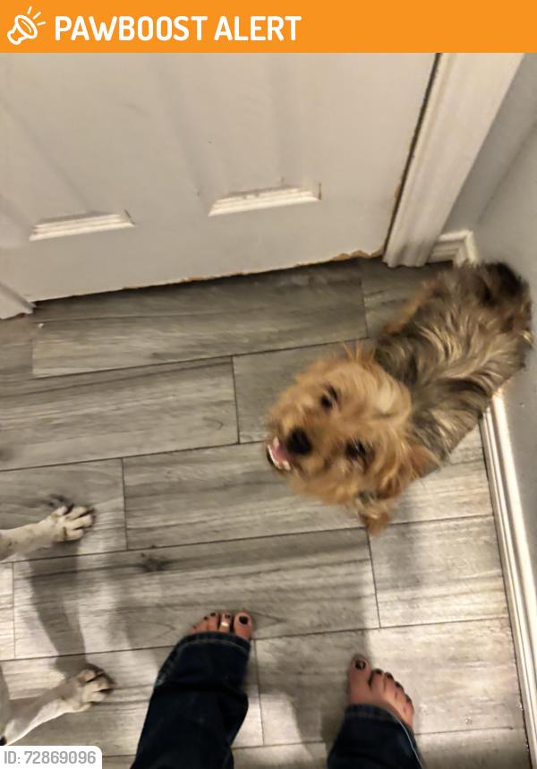 Found/Stray Female Dog last seen Keenan cutoff , hickory hills , Montgomery County, TX 77316