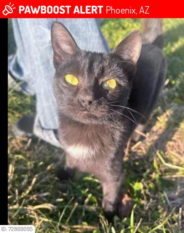 Lost Male Cat last seen Near blocks South of Bell Rd and 33rd Drive (avenues), Phoenix, AZ 85053