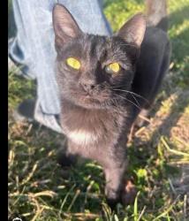 Lost Male Cat last seen Near blocks South of Bell Rd and 33rd Drive (avenues), Phoenix, AZ 85053