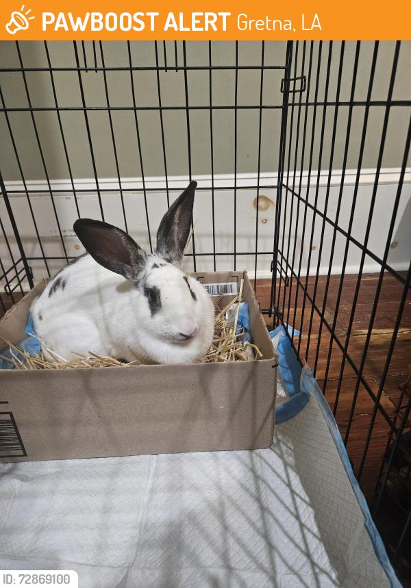 Found/Stray Unknown Rabbit last seen Whitney St & Stumpf Blvd, Gretna, LA 70056