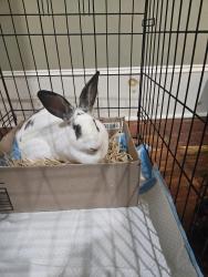 Found/Stray Unknown Rabbit last seen Whitney St & Stumpf Blvd, Gretna, LA 70056