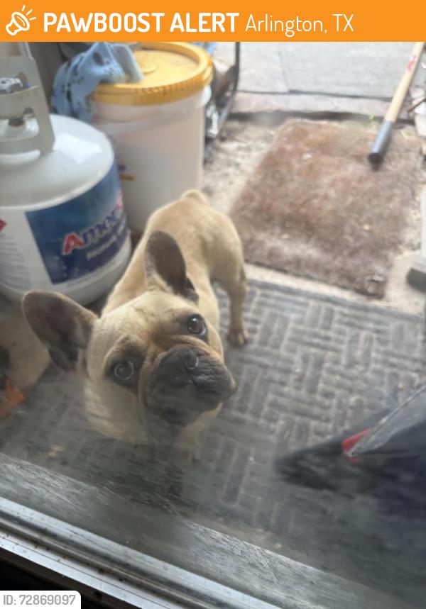 Found/Stray Female Dog last seen Matlock ests, Arlington, TX 76002
