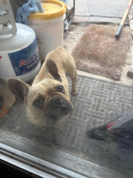 Found/Stray Female Dog last seen Matlock ests, Arlington, TX 76002