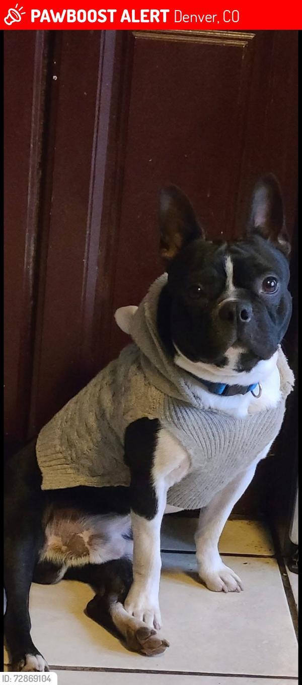 Lost Unknown Dog last seen Montbello, Denver, CO 80239
