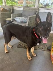 Found/Stray Male Dog last seen Aaron trail, powder springs , Cobb County, GA 30127