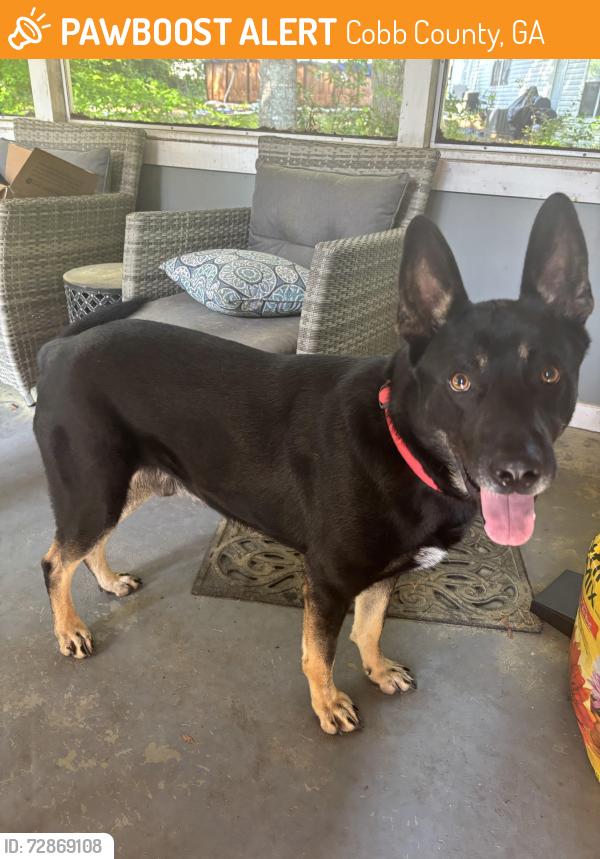 Found/Stray Male Dog last seen Aaron trail, powder springs , Cobb County, GA 30127