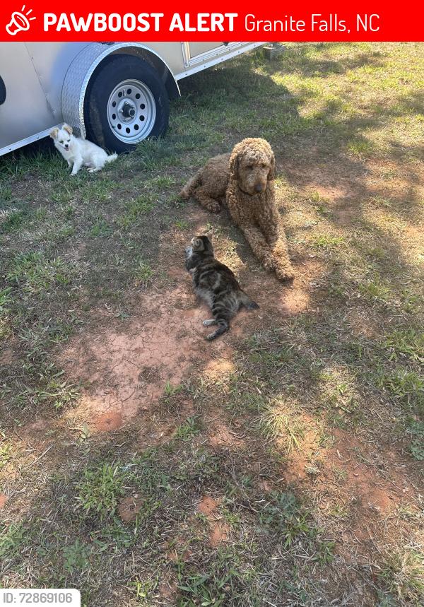 Lost Male Dog last seen Granite falls nc, Granite Falls, NC 28630