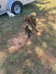 Lost Male Dog last seen Granite falls nc, Granite Falls, NC 28630